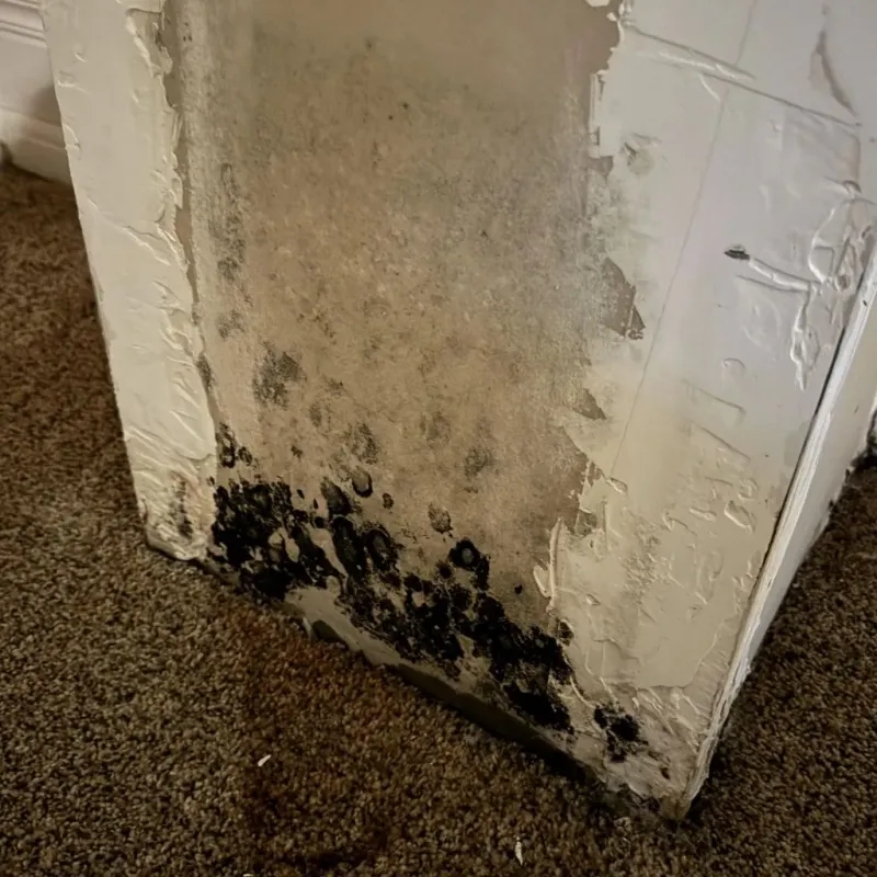 Professional Mold Removal in Three Rivers, MI